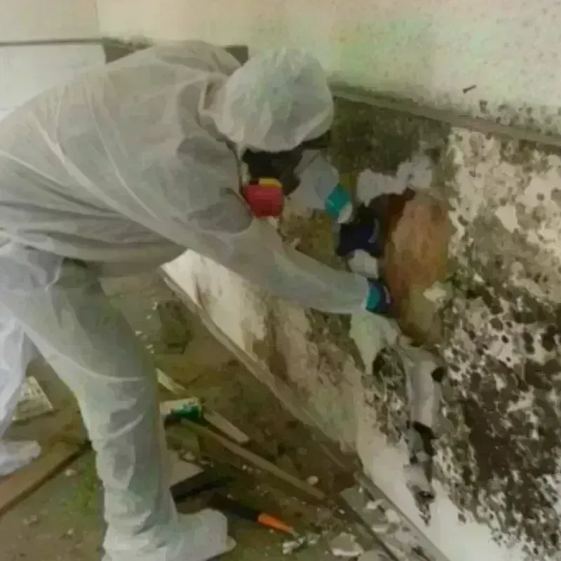 Mold Remediation and Removal in Pottawatomie County, KS